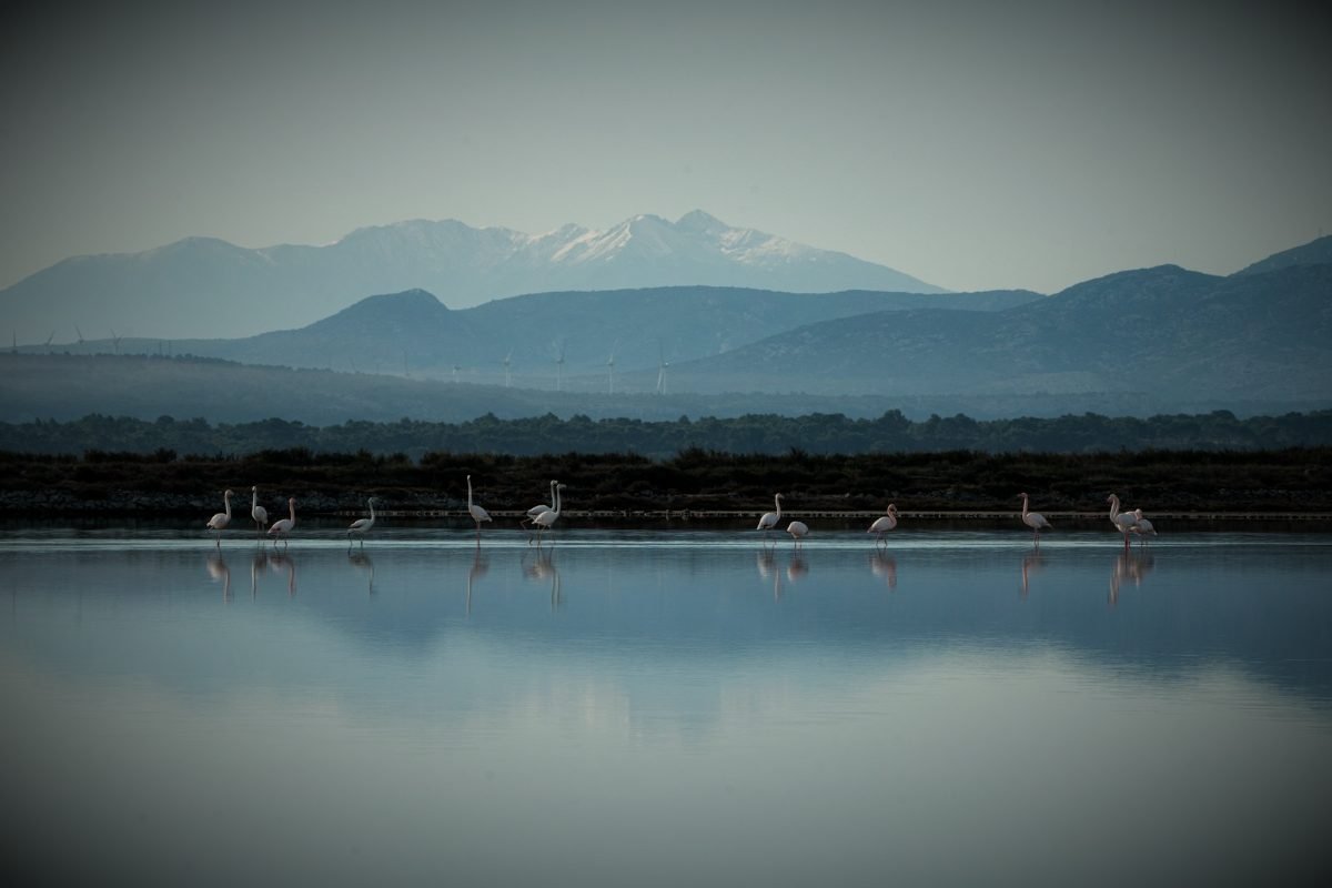 Flamants roses sur les étangs, les Pyrénées au fond
